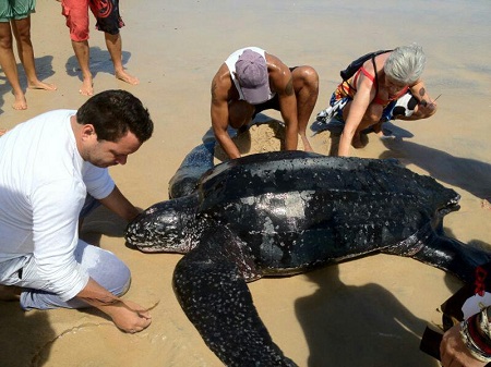 Tartaruga-de-couro encalhada na Praia de São Miguel do Gostoso sob cuidado da equipe da AMJUS alt